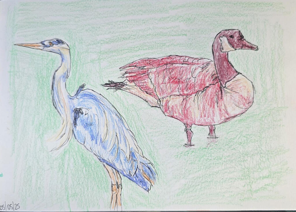 Local Birds, Pen and coloured pencil on paper, 21 x 14.5 cm Local Birds, Pen and coloured pencil on paper, 21 x 14.5 cm