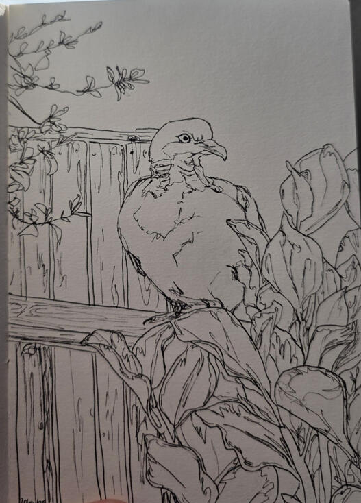 Pigeon, Pen and paper, 18.5 x 13 cm