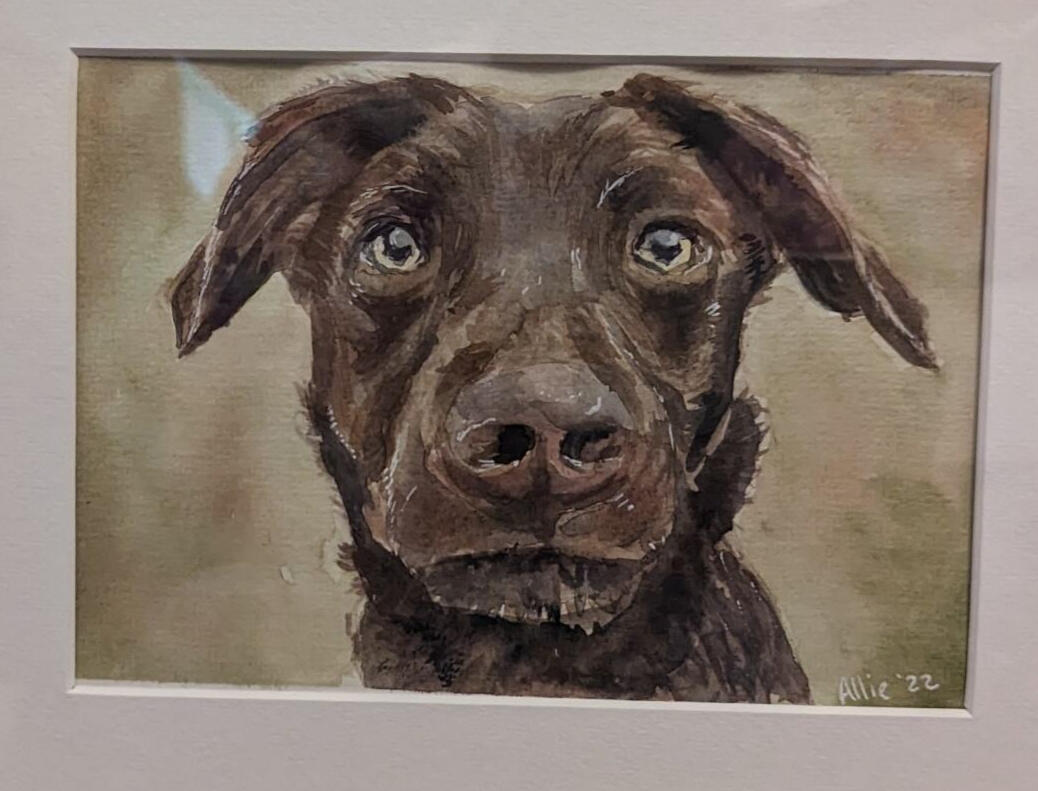 Obi by AlliesArt, watercolour and pen on paper, portrait of a border collie labrador looking to the viewer